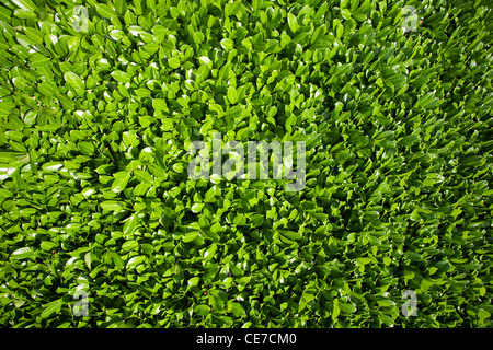 WOODLAND SCENICS FC134 - FOGLIAME SOTTOBOSCO VERDE OLIVA in busta