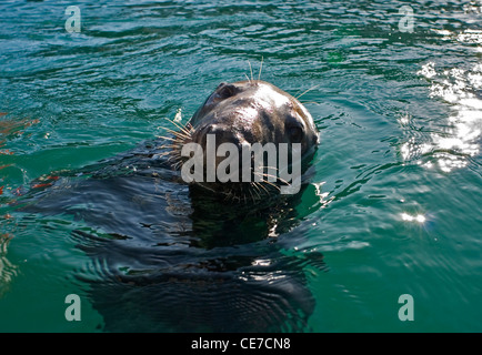 Close up del volto di un toro guarnizione grigio, Halichoerus grypus, nuoto sulla superficie, Newquay Harbour, Cornwall, Regno Unito. Foto Stock