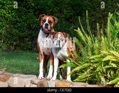 Due cani Boxer in piedi su una roccia di arenaria parete in un giardino Foto Stock