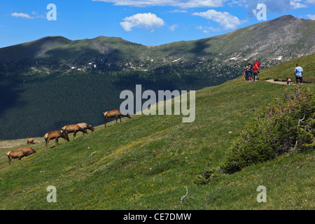 Stati Uniti d'America, Colorado, Rocky Mountain NP, una folla di turisti osserva e fotografie Elk (Cervus elaphus canadensis) lungo un sentiero. Foto Stock
