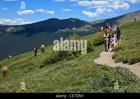 Stati Uniti d'America, Colorado, Rocky Mountain NP, una folla di turisti osserva e fotografie Elk (Cervus elaphus canadensis) lungo un sentiero. Foto Stock
