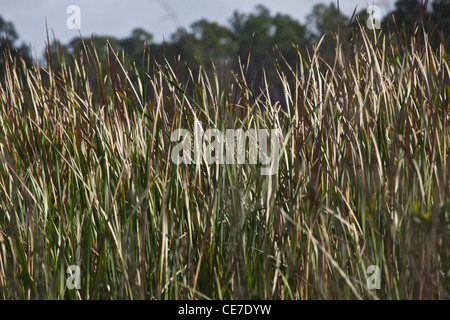 Stati Uniti d'America, Florida, Big Cypress preservare cat code. Foto Stock