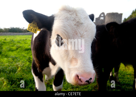 Mucca in una fattoria vicino a Dublino, Irlanda Foto Stock