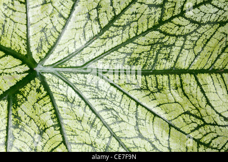 Tropical caladium sfondo foglia Foto Stock