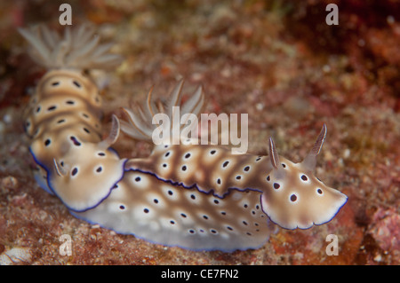 Una coppia di Tryon's Risbecia su un file singolo movimento veloce in Banana isola, a Ferro di Cavallo Bay, il Parco Nazionale di Komodo, Indonesia Foto Stock