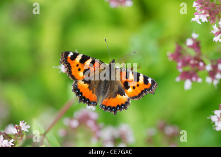 La piccola tartaruga (Aglais urticae) è un ben noto farfalla colorata. Foto Stock