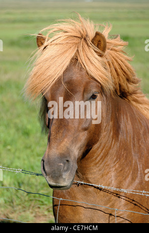 Cavallo con lunga criniera in Islanda Foto Stock