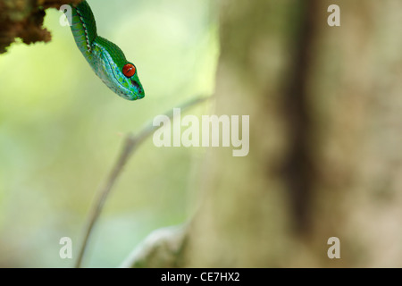 Ruby-eyed Pitviper verde (Cryptelytrops rubeus). Cat Tien Parco Nazionale. Il Vietnam. Appena scoperto specie. Foto Stock