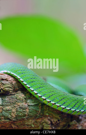 Ruby-eyed Pitviper verde (Cryptelytrops rubeus) Dettaglio pelle. Cat Tien Parco Nazionale. Il Vietnam. Appena scoperto specie. Foto Stock