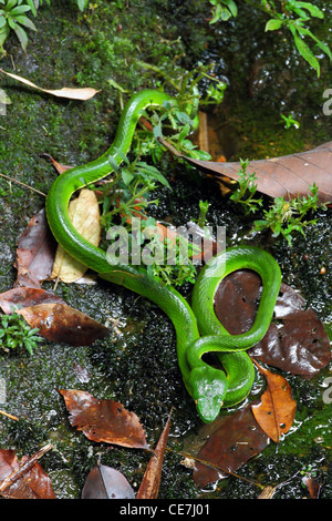 "Bianco a labbro Rattlesnakes' (Trimeresurus albolabris). Bach Ma Parco Nazionale. Il Vietnam. Foto Stock