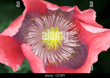 Semi di papavero, papavero, Papaver somniferum, rosso. Foto Stock