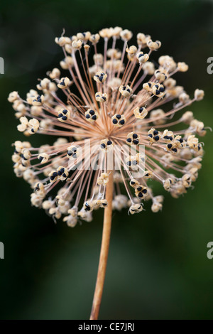 Allium, Allium Hollandicum 'viola sensazione', Marrone. Foto Stock