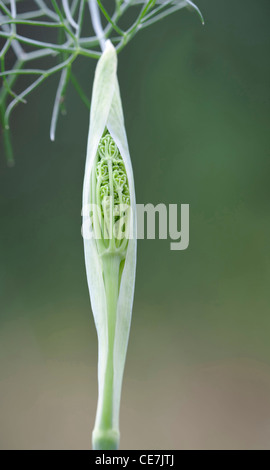 Il finocchio, il bronzo di finocchio Foeniculum vulgare " Purpureum", verde. Foto Stock