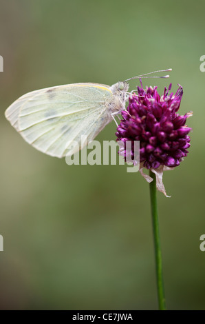 Grandi cavolo bianco butterfly, Sarcococca brassicae, su viola Allium sphaerocephalon fiore. Foto Stock