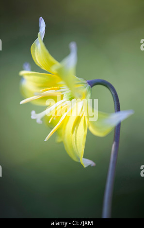 Cane al dente viola, Erythronium "pagoda", giallo. Foto Stock