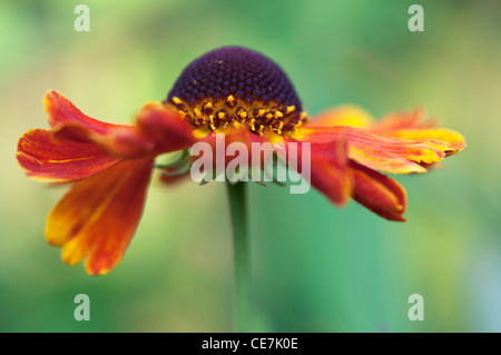 Helen's flower, Sneezeweed, Helenium 'Moerheim bellezza', arancio, verde. Foto Stock