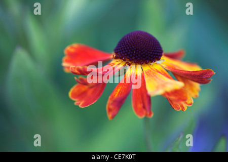 Helen's flower, Sneezeweed, Helenium 'Moerheim bellezza', arancio, verde. Foto Stock