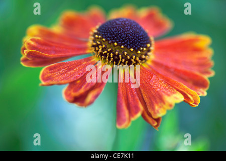 Helen's flower, Sneezeweed, Helenium 'Moerheim bellezza', arancione. Foto Stock