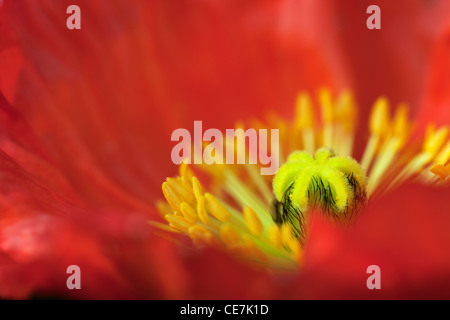 Semi di papavero, islandese, papavero Papaver croceum, Papaver nudicale, rosso. Foto Stock