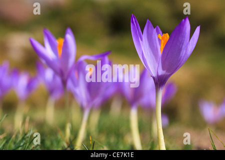 Crocus selvatici (Crocus nudiflorus) fioritura. Posets-Maladeta parco naturale. Pirenei. Huesca. Aragona. Spagna. Foto Stock