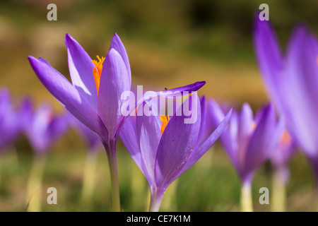 Crocus selvatici (Crocus nudiflorus) fioritura. Posets-Maladeta parco naturale. Pirenei. Huesca. Aragona. Spagna. Foto Stock