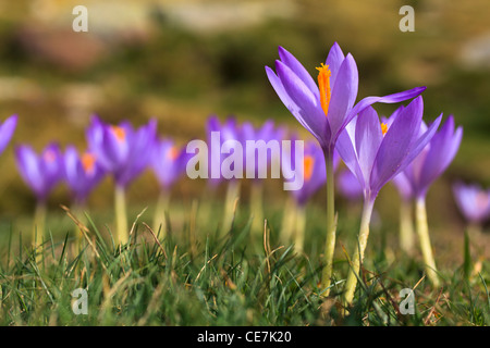 Crocus selvatici (Crocus nudiflorus) fioritura. Posets-Maladeta parco naturale. Pirenei. Huesca. Aragona. Spagna. Foto Stock