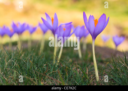 Crocus selvatici (Crocus nudiflorus) fioritura. Posets-Maladeta parco naturale. Pirenei. Huesca. Aragona. Spagna. Foto Stock