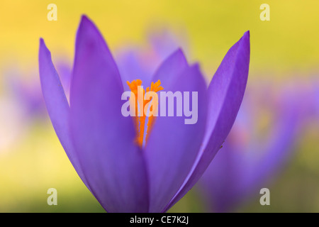 Crocus selvatici (Crocus nudiflorus) fioritura. Posets-Maladeta parco naturale. Pirenei. Huesca. Aragona. Spagna. Foto Stock