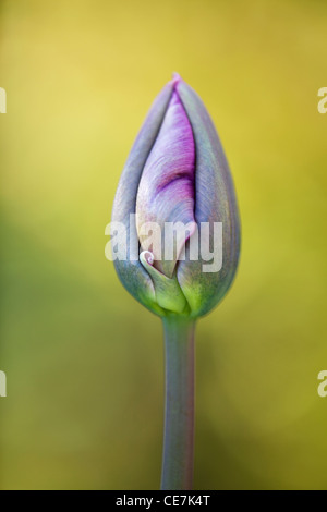 Tulip, Tulipa "Regina della notte', Viola germoglio di fiore di apertura. Foto Stock