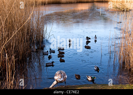 Un cigno allunga il proprio collo a bere acqua da un laghetto ghiacciato e numerosi anatidi nuotare intorno su una soleggiata giornata fredda a Dundee, Regno Unito Foto Stock