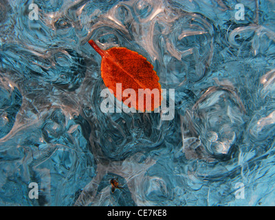 Lenga (Nothofagus) foglie congelate sulla superficie di fusione del ghiacciaio, il Ghiacciaio Perito Moreno, Patagonia, Argentina Foto Stock