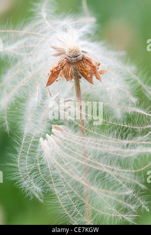 Mountain Avens, Dryas x suendermannii, bianco, verde. Foto Stock