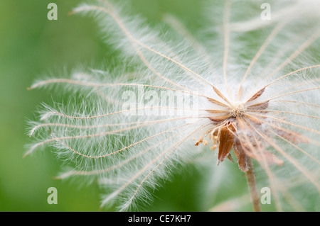 Mountain Avens, Dryas x suendermannii, bianco, verde. Foto Stock