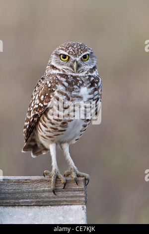 Un adulto scavando il gufo appollaiato su lookout post Foto Stock