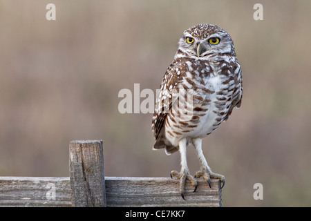 Un adulto scavando il gufo appollaiato su lookout post Foto Stock