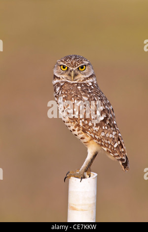 Un adulto scavando il gufo appollaiato su lookout post Foto Stock