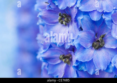 Close-up di vividi fiori blu di Delphinium " dopo la mezzanotte". Foto Stock