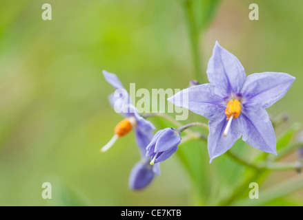 Fiori di colore blu e giallo stame di Solanum crispum, la patata cilena tree. Foto Stock