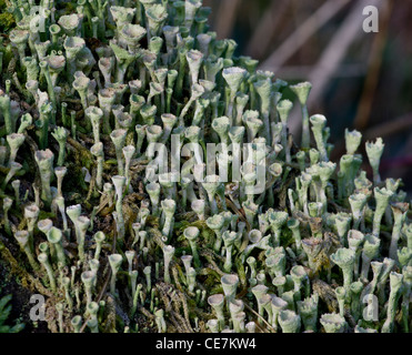 Cladonia Chlorophaea abbastanza comune cup lichen trovato su legno marcescente e terreni sabbiosi. Llyn Cefni, Anglesey, Galles. Foto Stock