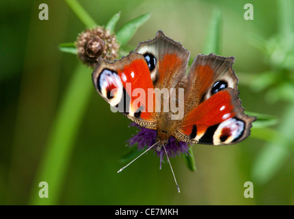 Unione farfalla pavone (Aglais io) Foto Stock