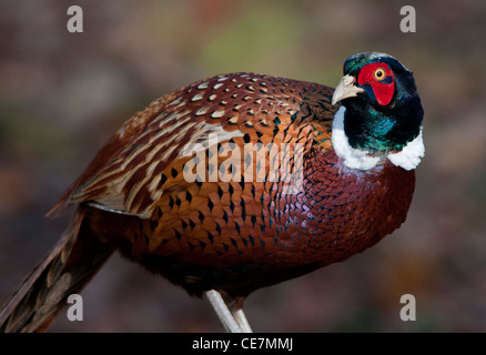 Il fagiano comune (Phasianus colchicus). Foto Stock