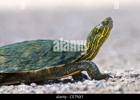 Maschio dipinta occidentale tartaruga, (Chrysemys picta belli), attraversando un argine strada a Bosque del Apache National Wildlife Refuge, STATI UNITI D'AMERICA. Foto Stock