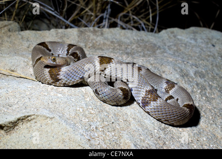 Lira del Chihuahuan Snake, (Trimorphodon vilkinsonii), Sierra county, Nuovo Messico, Stati Uniti d'America. Foto Stock