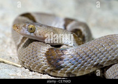 Lira del Chihuahuan Snake, (Trimorphodon vilkinsonii), Sierra county, Nuovo Messico, Stati Uniti d'America. Foto Stock