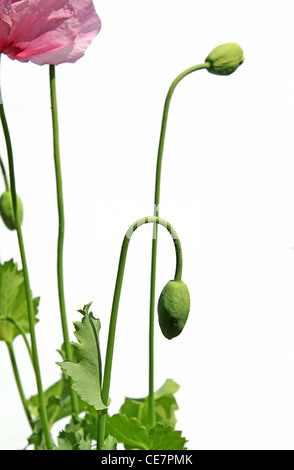 Bolls del papavero Foto Stock