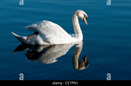 Cigno Cygnus olor nuoto su un lago con un chiaro riflesso Foto Stock