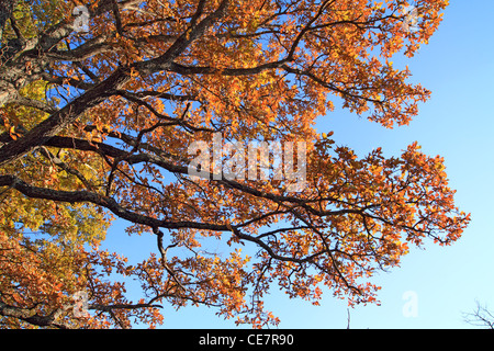 Rami di quercia su sfondo celeste Foto Stock