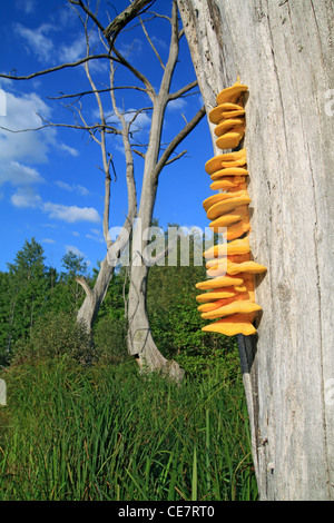 Fungo giallo su albero secco Foto Stock