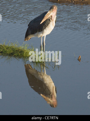 Africa Tanzania Tarangire National Park-Marabou stork in acqua di riflessione (Leptoptilos crumeniferus) Foto Stock