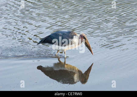 Africa Tanzania Tarangire National Park-Marabou stork in acqua di riflessione (Leptoptilos crumeniferus) Foto Stock